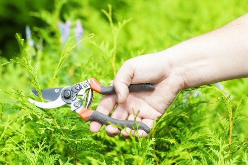 Stump grinding and tree removal service in Aldwych